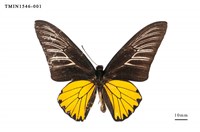 藏品(珠光裳鳳蝶)的圖片